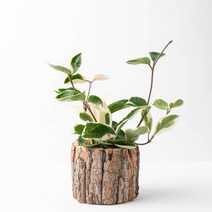 나루플랜트 공기정화식물+화분커버, 호야+화분커버