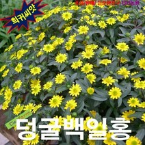 (희귀씨앗) 미니백일홍 리네아리스 화이트 10립