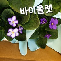 바이올렛/아프리카제비꽃