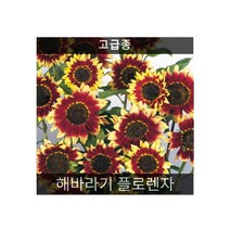 해바라기 플로렌자 10립/아파트화단/희귀꽃씨/씨앗판매