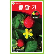 더존 복수박 씨앗 10립 - 수박씨 복수박씨 꿀수박 야채씨앗 채소씨앗 채소재배 종묘 종자 베란다 텃밭 씨 씨앗 오이 호박 방울토마토 참, 17_다농_뱀 딸기(1000립)