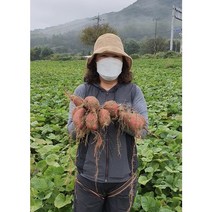 여윤농산물 오리지널 여주 고구마 꿀고구마 하루까고구마 베로니카고구마 3kg 5kg 10kg, 특 10kg
