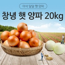 [동이농산] 22년 국내산 창녕 햇 양파 사이즈-중20kg 업소용 식자재 대용량