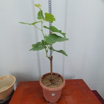 샤임머스켓 묘목 삽목1년생, 1개