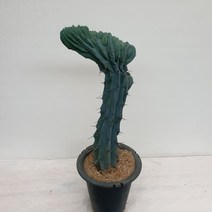 [다은꽃농원]선인장키우기 용신목철화 키우기쉬운 다육선인장 생명력이 강한 음이온발생 전자파차단 인테리어, 1개