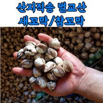 산지직송 보령 벌교 꼬막 새꼬막 참꼬막 1kg, 2번_새꼬막_1kg