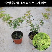 단풍나무 수양청단풍 12cm 포트 2개 세트 조경수 관상수 정원수 공원수 묘목 화분