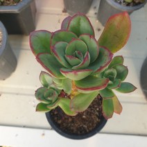 [수암다육] 레인지 랜덤발송 Echeveria 랜덤발송 다육 다육이 다육식물 317