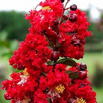배롱나무 (2년생) 다이너마이트 / 새빨간 백일홍 전국재배가능 꽃이엄청큼 (최우수배롱품종) FG319, 1개