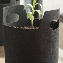 둥근 수련 가벼운 블루베리 낮은 미니 화분 묘목심기