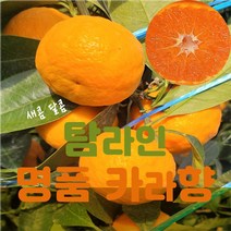바로보담 카라향 제철 제주 카라향 3kg 5kg 10kg 가정용 선물용 햇카라향, 정품-5kg, 1개