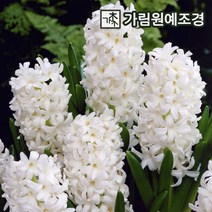 히아신스 히야신스 구근 2023년 7종 5구세트 가림원예조경, 카네기(5구세트)