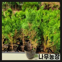 (나무농장) 에메랄드그린 포트 ( 2주묶음 )