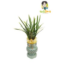 황용관 투각분 동양란 개업 승진 축하화분 인테리어화분 동양난, 동양란 - 황용관(투각분), 읍/면/리 단위 지역(배송비 2만원 추가)