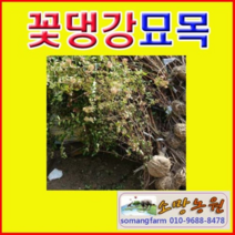 (D소망)꽃댕강나무묘목(키100센치) 3그루