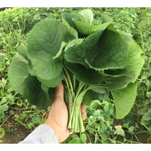 [국내산/국산] 23년 햇 곰취 1kg 2kg 생 노지 야생곰취 곰달비 곰취 봄나물 국내산 곰취나물장아찌 장아찌 제철 산나물 쌈채소 쌈 곰달비 자연 곰취나물