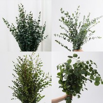 [로즈온리] 유칼립투스 4종 한단 (옵션선택) 생화택배, 02 파블로