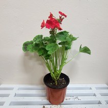페라고늄12cm 단품 색상랜덤 꽃식물 봄꽃 펠라고늄 제라늄꽃04