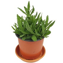 미스터허브 실내 공기정화식물 식용허브 키우기 화분 분갈이 인테리어 식물, 06_라벤더