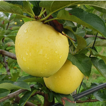 충주사과 시나노골드사과 저탄소 껍질째먹는사과 3kg 710개, 상세페이지 참조, 상세페이지 참조