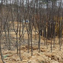 [새싹에서 나무까지] 모과나무 결실주 R3 4~5 (분묘) 분뜨기 1개