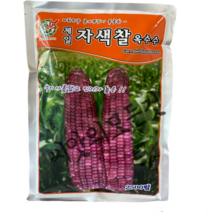 자색찰 옥수수 2500립 대용량 전문가용 영리목적 상품성좋은 괴산 찰옥수수 오스템 바이오
