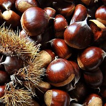 20 햇밤 공주맛밤 생률 단밤 알밤 생율밤 생밤, 1박스, 대) 2kg