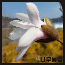 (나무농장) 목련나무 향기목련 접목1년 묘목