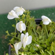 [다온야생화] W1882 누운주름 (흰색) (10cm) [랜덤], 1개