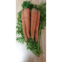국내산 무농약 햇당근, 상3kg