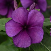 일일초 타투 모든컬러(종자 꽃씨앗 / 10립)Vinca Tattoo, 블루베리