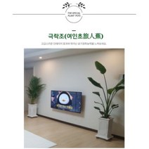 서울경기인천[반값화분] MAIN-대형극락조160 직접배송 축하화분 개업화분 거실화분 카페화분 인테리어화분 아레카야자 극락조 알로카시아 파키라 고무나무, 원통화이트