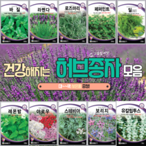 허브 씨앗모음 11가지 바질 라벤다 로즈마리 페퍼민트 레몬밤 스테비아 유칼립투스 꽃씨, 1.바질