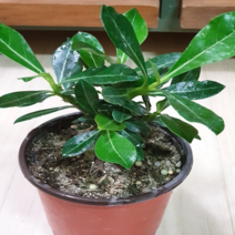 에덴농원 석화(소품) 사막의장미 (꽃이 크게피죠)