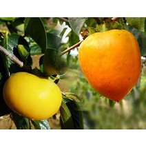 순희농장 대봉나무 140cm~200cm 단감나무 100cm~150cm 대봉묘목 단감묘목, 대봉나무분 140cm~200cm, 1개