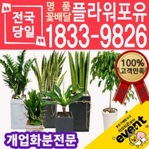 개업화분 축하화분배달 카페 사무실이전 개원 병원 오픈 당일배송, (선택100)청하각