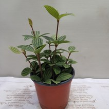 아몬드페페 공기정화 반려식물