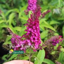 붓들레아 [2포트] 로열레드 (복남이네 야생화 모종 퍼플 buddleja 꽃나무 봄)