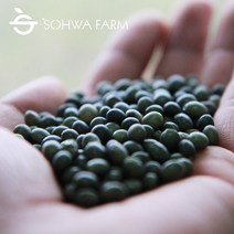 소화농장 2022년 국산 수박태 1kg 콩나물콩