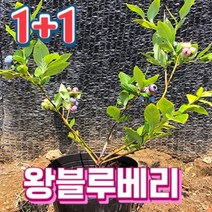 왕블루베리묘목 1+1 재배 키우기