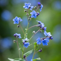 중국물망초(Chinese Forget me not) 30립 씨앗