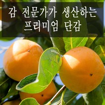 농장에서바로 고당도 제철 경남 햇 단감, 못난이 단감, 5kg 25과
