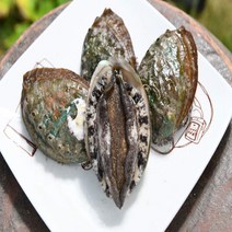 (3시전 주문 당일발송) )건강의섬완도 완도전복 특대1kg(9-10미), 왕특대전복 1kg(8-9미)