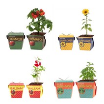 씨앗키우기 씨앗키트 방울토마토 메시지콩 해바라기, 봉선화선택