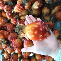 당일조업 활멍게 2kg 깐멍게 500g 통영 산지직송