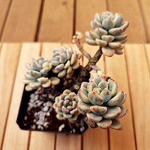라울금 키우기 묵둥이 다유기 예쁜 가을 다육식물1-150, 단품, 상세페이지 참조