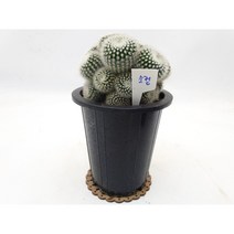 소정 선인장 다육식물 흰색 부드러운 솜털