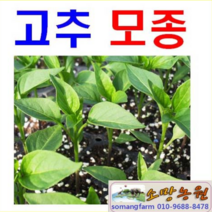 (Y(소망)고추모종(수비초모종) 40개