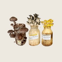 버섯키우기, 표고+느타리+금빛