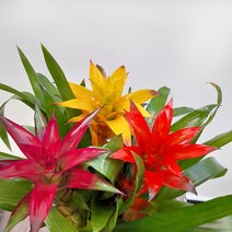 [꽃파는농부] 삼색체리(삼색 구즈마니아), 일반(너비:20cm/높이:60cm내외), 1개